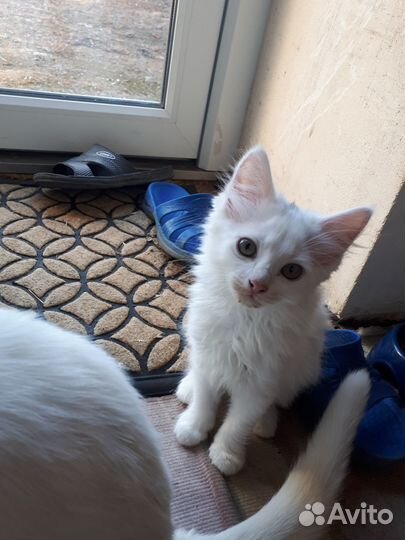 Котята отдам бесплатно