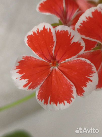 Пеларгония сортовая