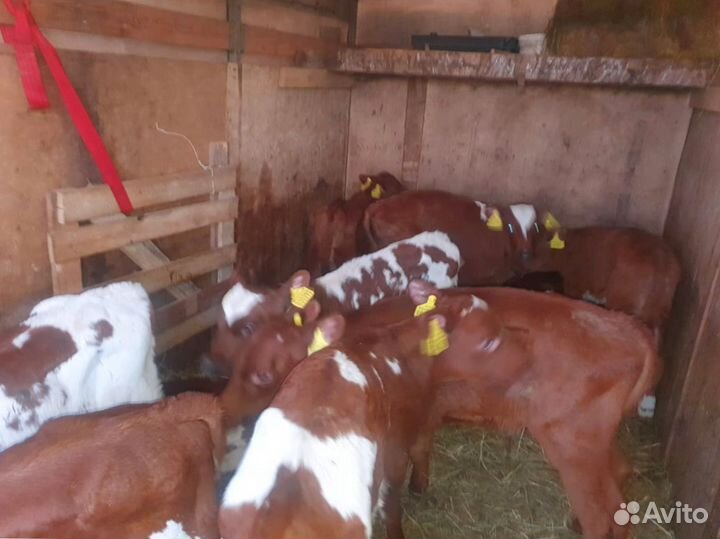 Телята бычки тёлки/ Доставка бесплатно
