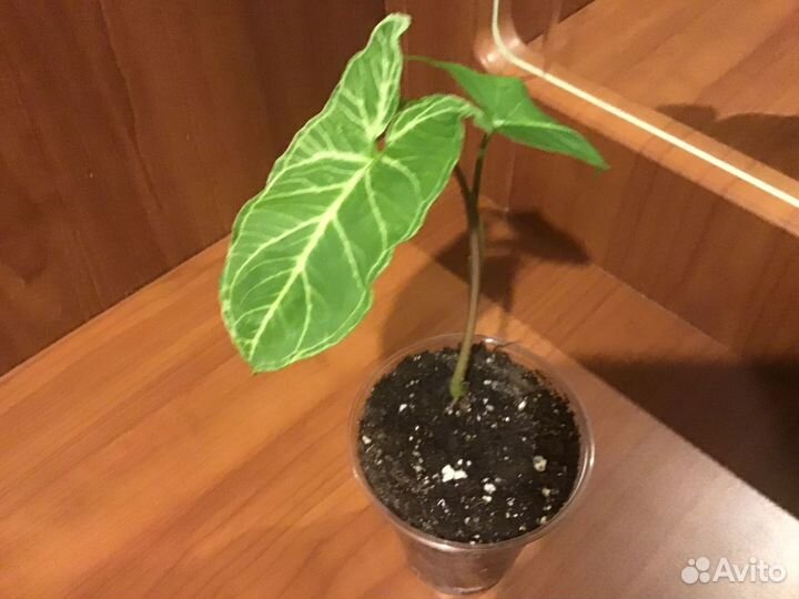 Сингониум золотая венеция