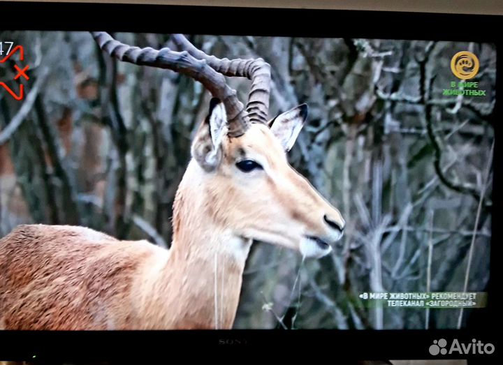 Цветной Ж/К телевизор