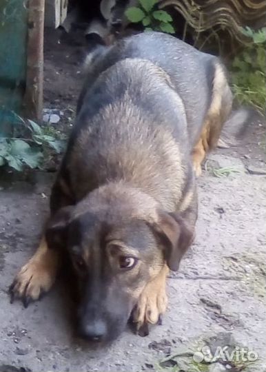 Отдам в хорошие руки щенка средней породы