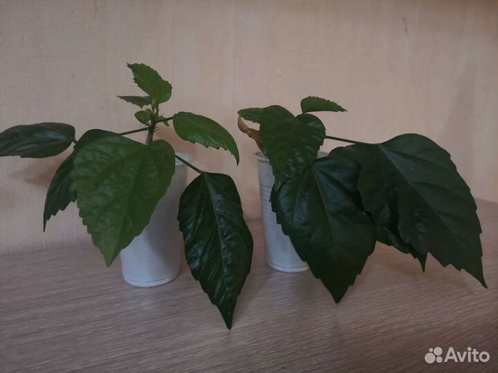 Гибискус китайская роза