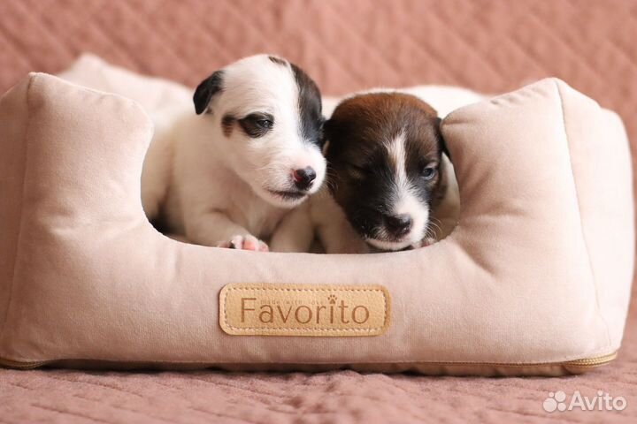 Фокстерьер гладкошерстный