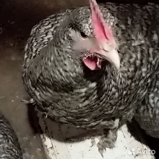 Петух и курицы. Мехеленская кукушка