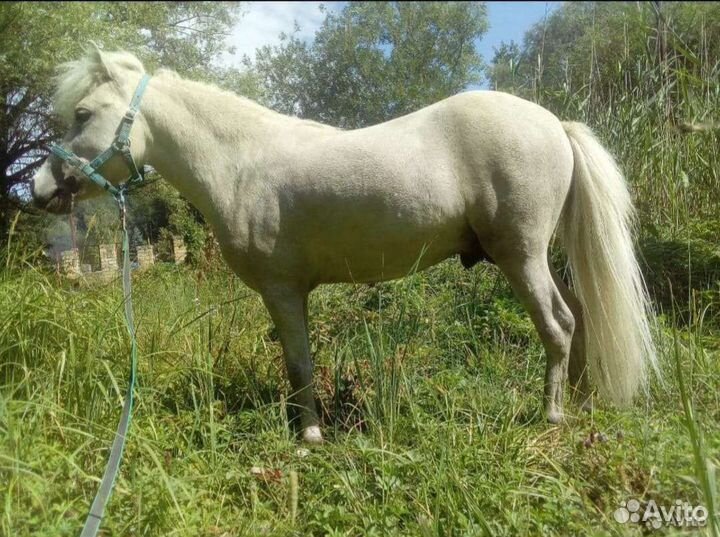 Племенной шетлендский Пони на случку