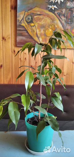 Фикус бенджамина