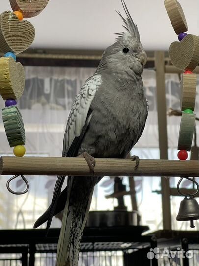 Попугай корелла птенец