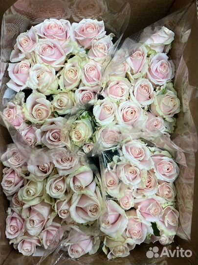 Цветы оптом - розы оптом