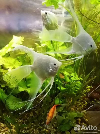 Аквариумные рыбки