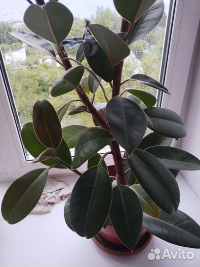 Фикус каучуконосный эластика