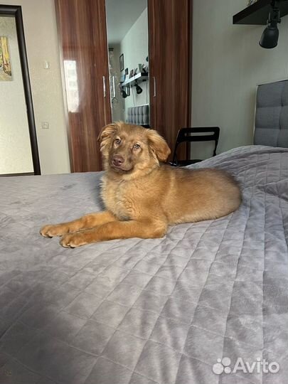 Альма, в самые добрые руки