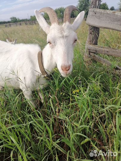 Коза дойная