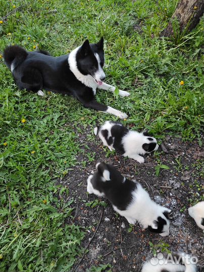 Щенки русско-европейской лайки