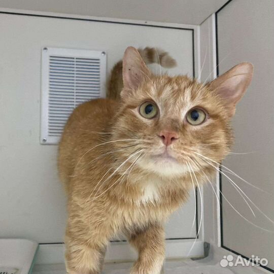 Лёва и его дорога домой