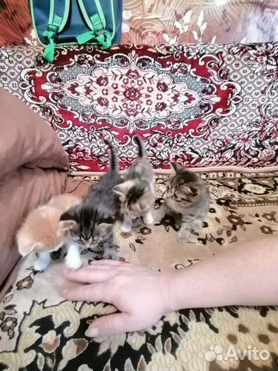 Котята в добрые руки