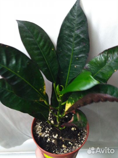 Кротон Батик