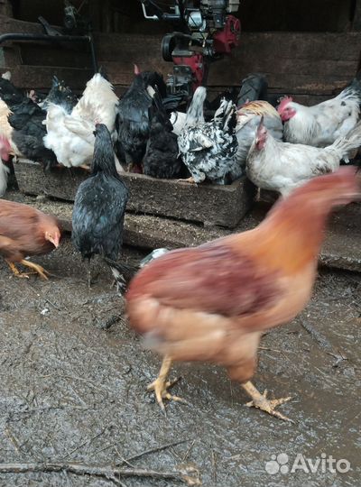 Молодые петухи