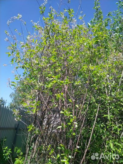 Саженцы вишни