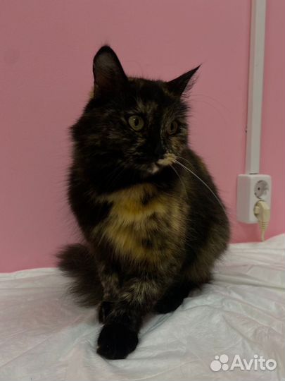 Кошечка в добрые руки