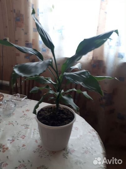 Пальма драцена