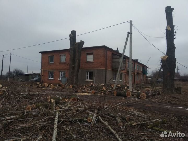 Спил деревьев