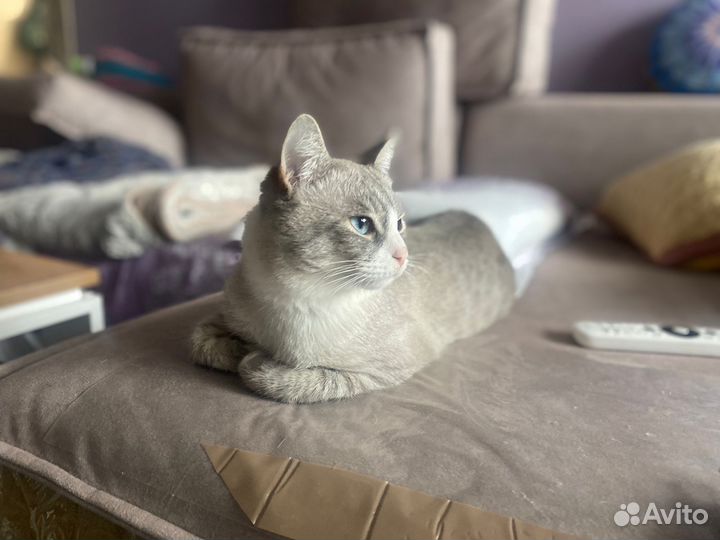 Британский кот вязка