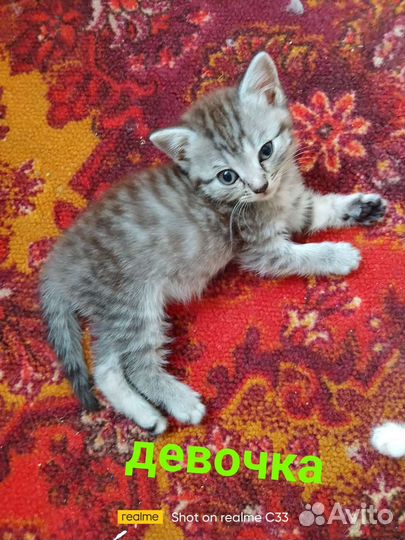 Отдам кота в добрые руки