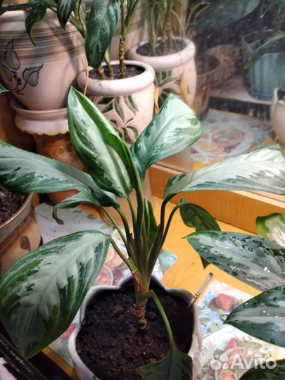 Диффенбахия