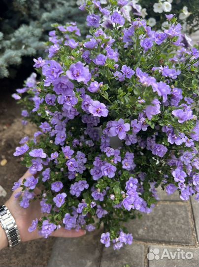 Бакопа вегетативная