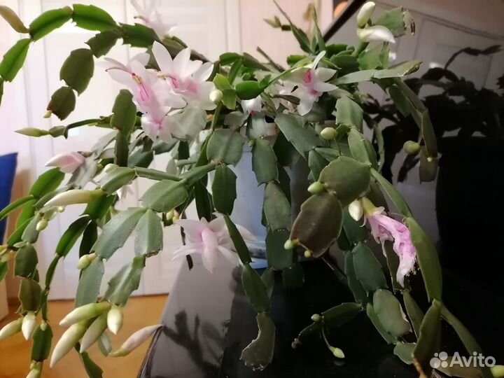 Декабрист шлюмбергера сортовые