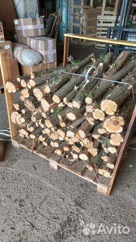 Стволы и спилы можжевельника