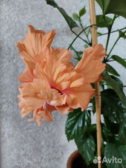 Гибискус комнатный