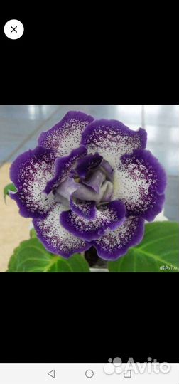 Глоксинии, мята комнатная, шефлера