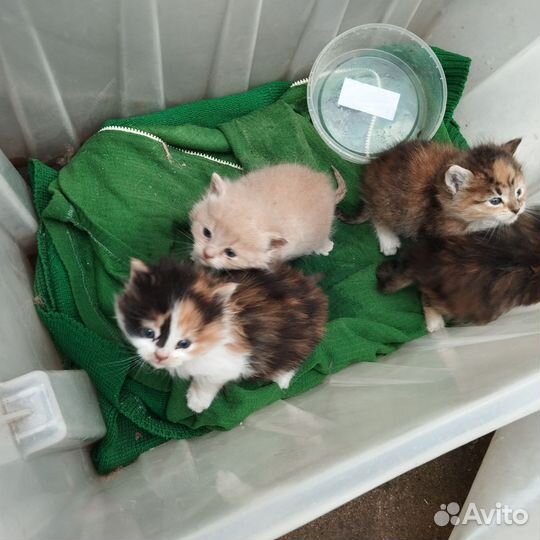 Котята в добрые руки
