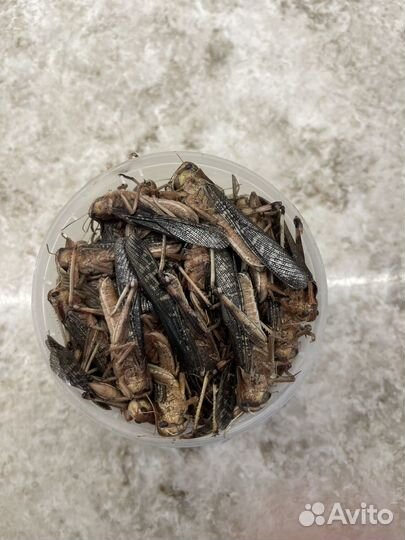 Сверчки кормовые замороженные