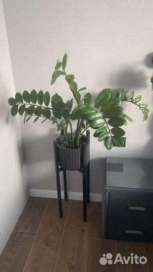 Замиокулькас