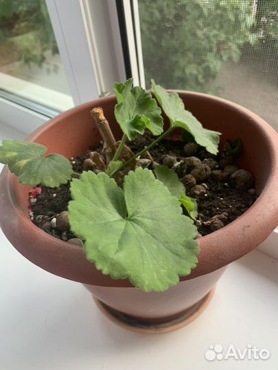 Цветы домашние в горшках