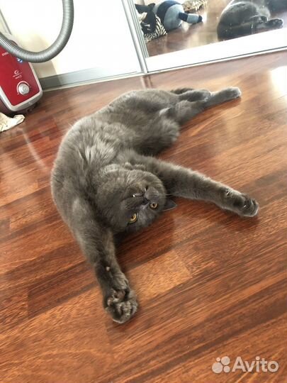 Британец шарлотанец