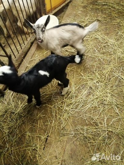 Козлята