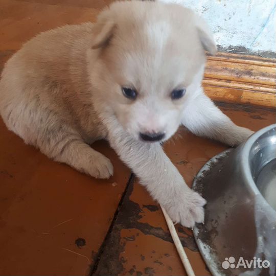Щенок в добрые руки маленькой собаки