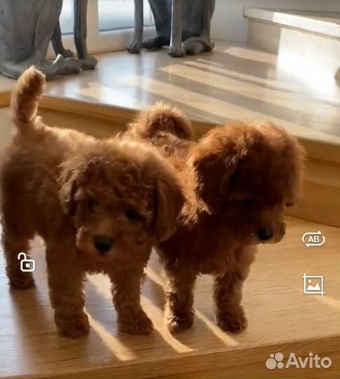 Мальтипу красавчики