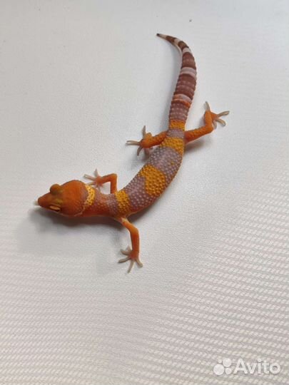 Геккон эублефар детки