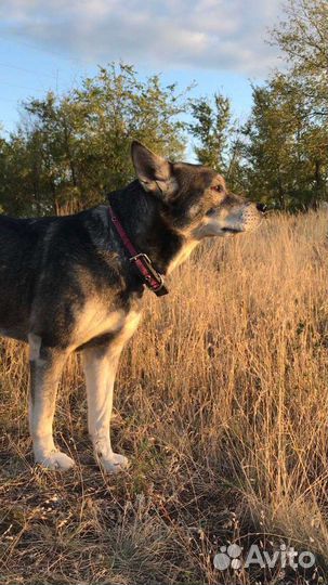 Собаки бесплатно в добрые руки