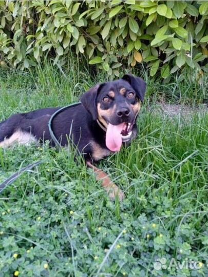 Мальчик Бой ищет дом