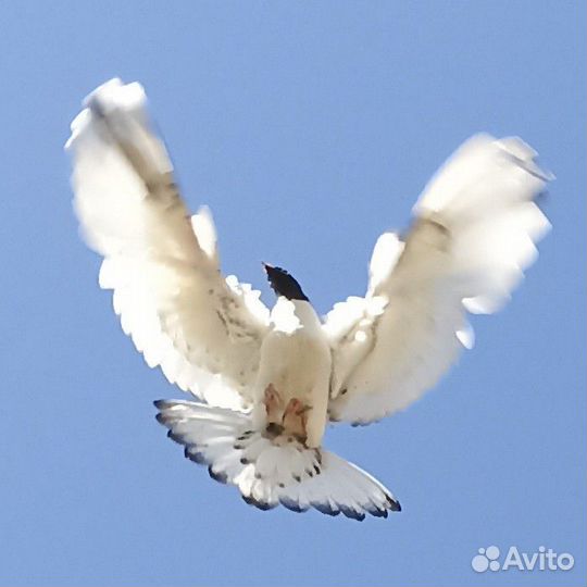 Продажа голубей