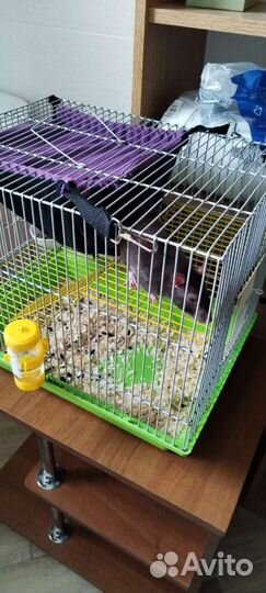 Крыса девочка 7 месяцев с клеткой