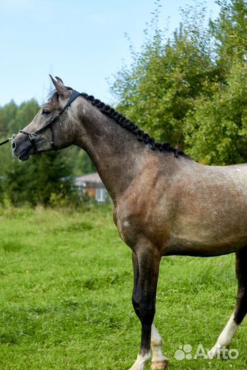 Продам лошадь