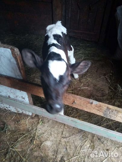 Продажа телят