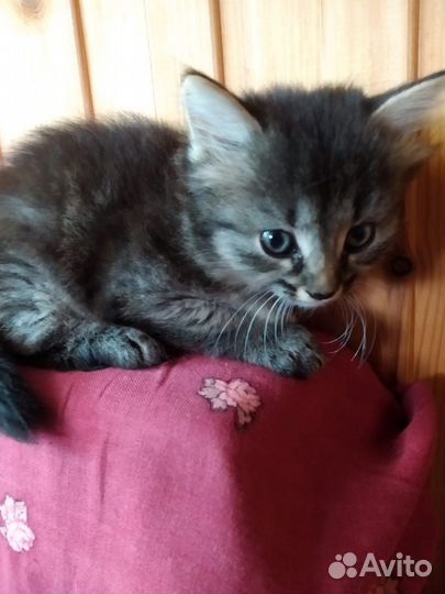 Котёнка отдам